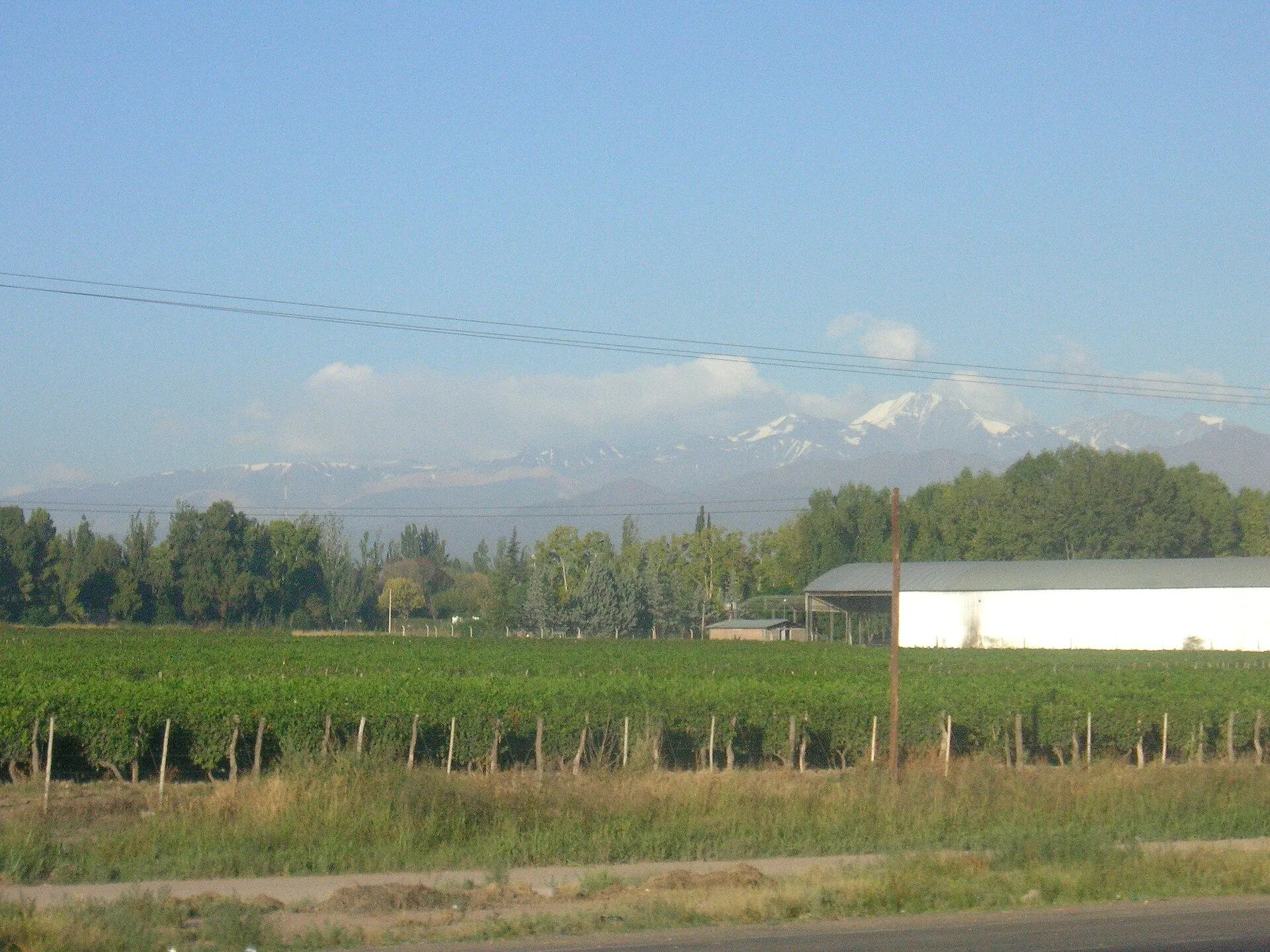 Viñedos al pie de los Andes